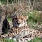 Cheetah (Acinonyx jubatus)
